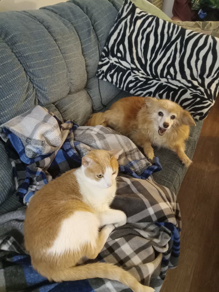 LoriZeferjahn's tweet photo. Both of my babies Lola would have fun  with my babies. https://t.co/qynsEYfm8C