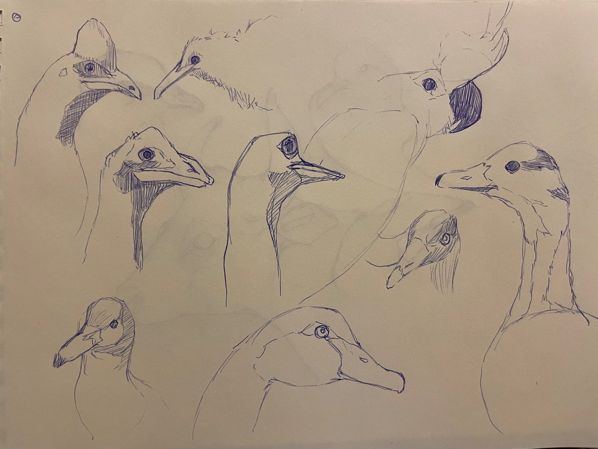 Sketching at the natural history museum! If anyone is in the Gothenburg area you’re more than welcome to tag along! Will try to do it every Thursday