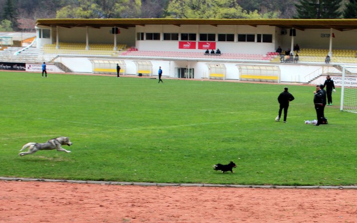 Cachorros em Campo tweet media