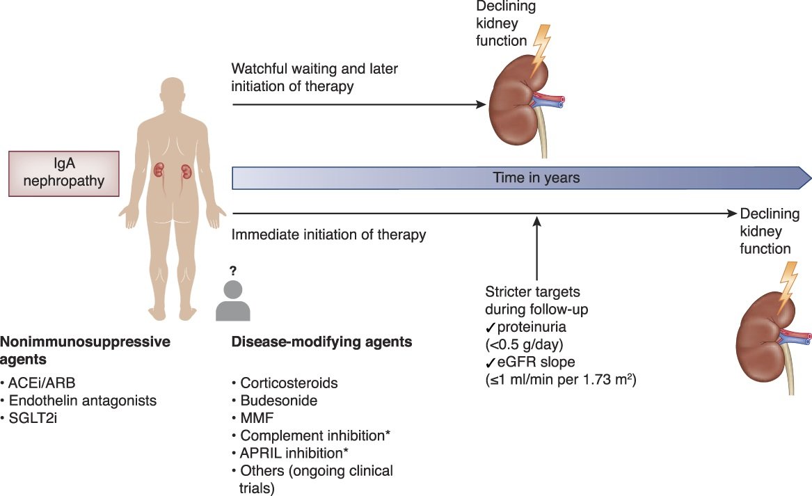 "IgA nephropathy may not be that slow progressive disease we once believed it was." This Editorial discusses the long-term effects of IgA nephropathy bit.ly/CJASN0171

<a href="/kdjhaveri/">Kenar Jhaveri</a> <a href="/Joyita_4/">Joyita Bharati</a> <a href="/HofstraKidney/">HofNorthwell Kidney</a>