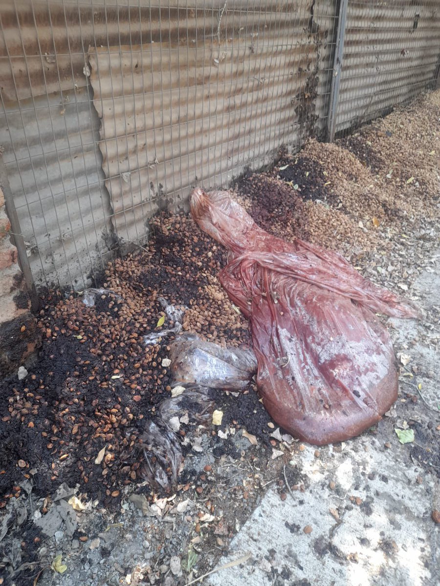 junta_centro's tweet photo. Estimada @imvalenzuela 
Favor ayudarnos con la limpieza de esta fruta podrida que está hace días en calle las tullerias sector Esmeralda. Es imposible respirar en el sector. 
@MuniColina @CarolaHer07 https://t.co/rhOVrXF27g