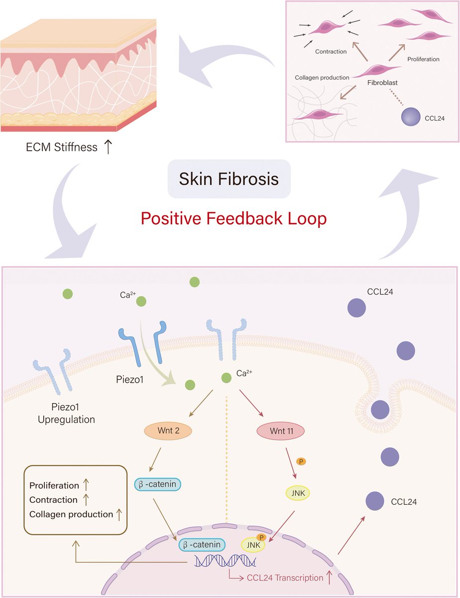 DermalCell's tweet photo. In a new @cddpress study, researchers reported a positive feedback loop mediated by the mechanosensitive ion channel #Piezo1 and aberrant tissue mechanics in driving #SkinFibrosis.
🔗 https://t.co/eInWVD94ru https://t.co/Hy8Hwuf73K