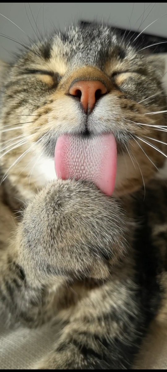 Misti_koh's tweet photo. Have a pawsome Friday 🐾 #cats #funnycat https://t.co/L6QPPTGgth
