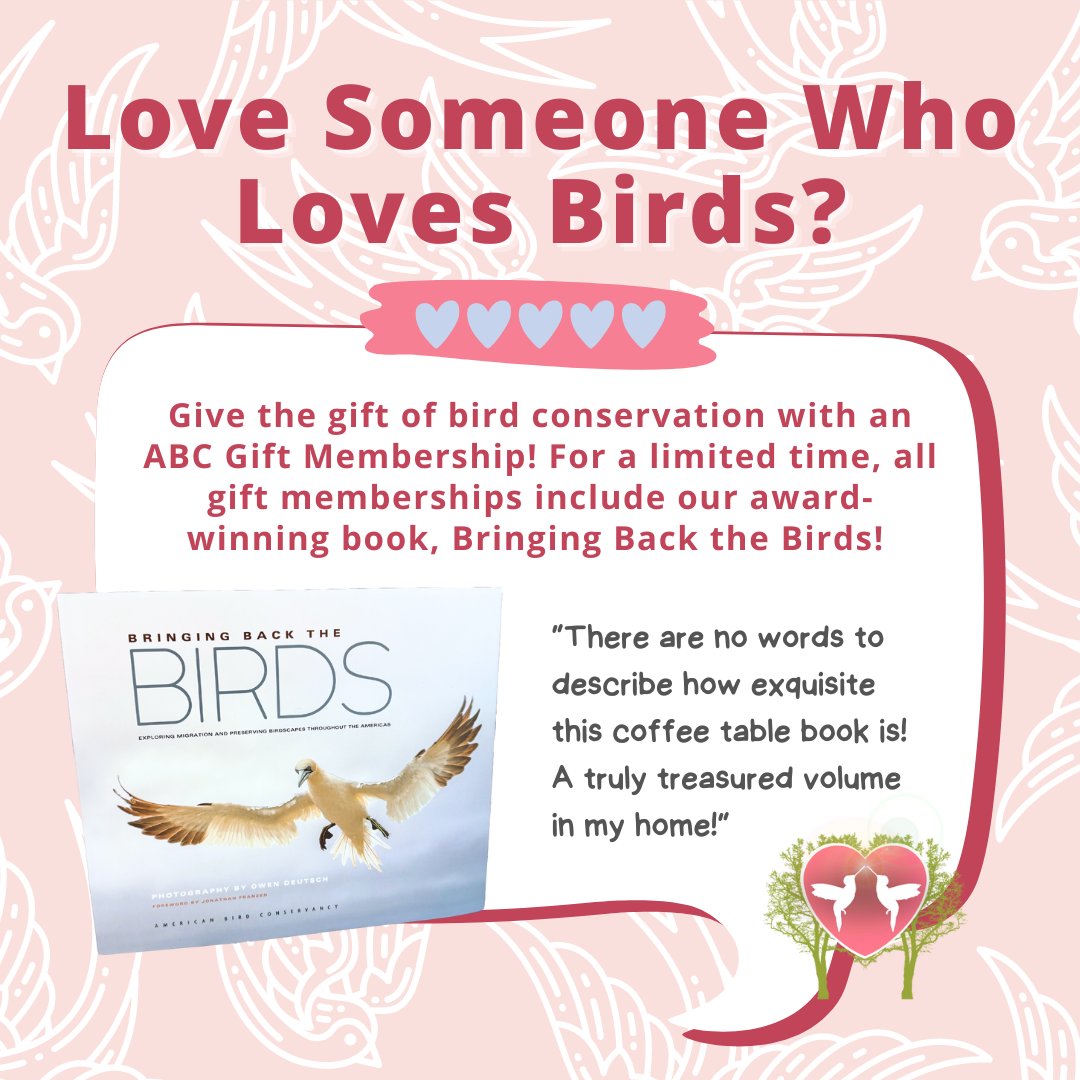 ABCbirds's tweet photo. 🦜Gift bird conservation this Valentine's Day!💖 ABC Gift Memberships of $40+ include a copy of "Bringing Back the Birds" for your love-bird!
Don't wait! Order by Feb 1 for Feb 14 delivery in the U.S. https://t.co/qvuCTVy4yY
#BringingBacktheBirds #ABCBirds #GiftsThatGiveBack https://t.co/WWD3UMVLnt