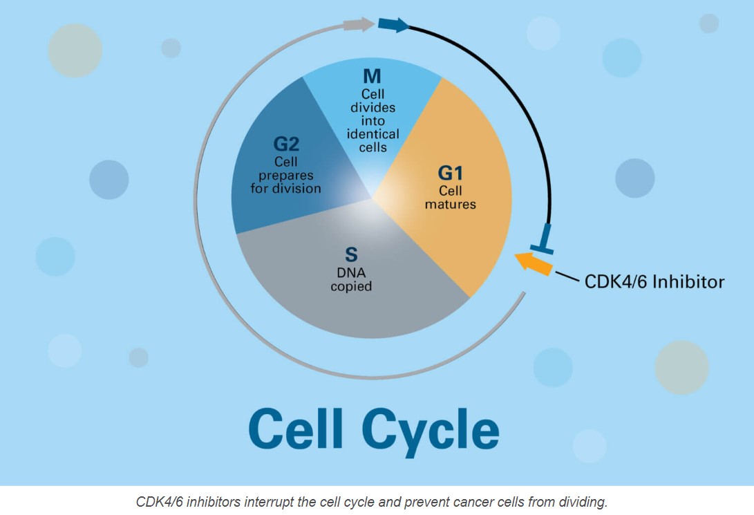 Learn about #CDK46Inhibitors, how they stop #BreastCancer growth, and find out what trials @DanaFarber physicians, @elmayermd @DrHBurstein @adawaksmd and @DrRFreedman, are currently leading.  
 👉blog.dana-farber.org/insight/2018/0…