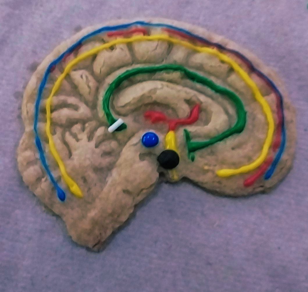 MFHShealthsci's tweet photo. Neurosurgeons in the making.  A&amp;P students successfully operated on identifying and coloring inner 🧠 structures @MFISDCTE @MarbleFallsISD https://t.co/h3c6jSk8Jc