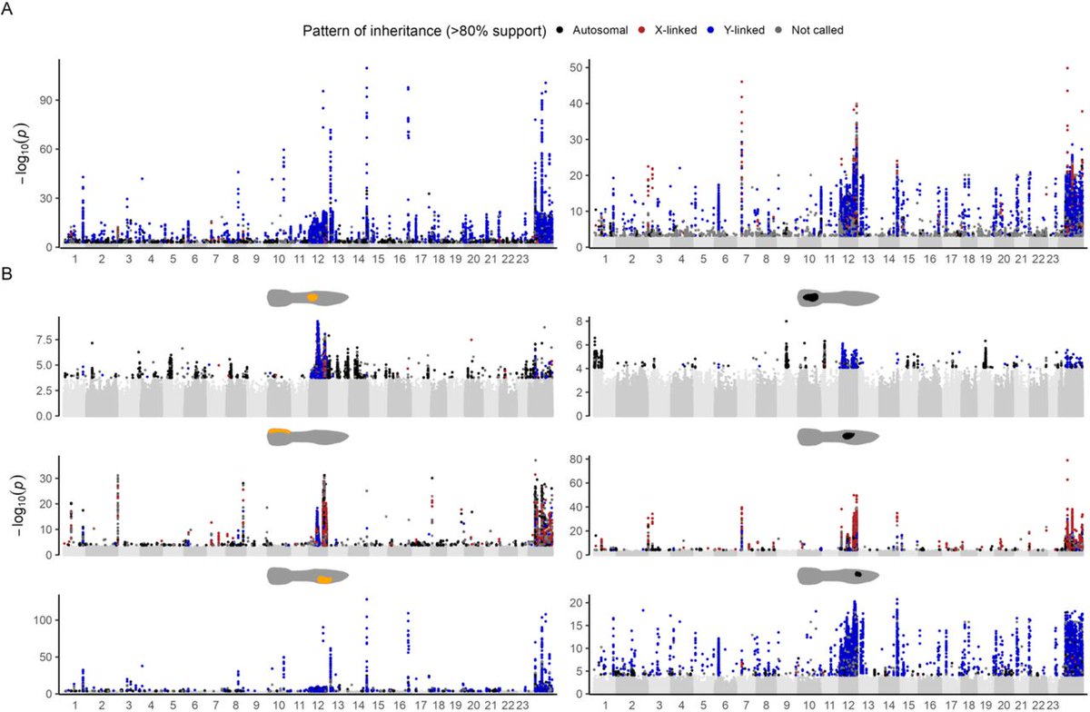 Judith Mank (@judithmank) on Twitter photo Updated and expanded version of <a href="/_Axeman_/">Wouter van der Bijl</a> 's analysis of the inheritance of male coloration in guppies is now up! biorxiv.org/content/10.110… Deep learning reveals the role of copy number variation in the genetic architecture of a highly polymorphic sexual trait Updated and expanded version of <a href="/_Axeman_/">Wouter van der Bijl</a> 's analysis of the inheritance of male coloration in guppies is now up! biorxiv.org/content/10.110… Deep learning reveals the role of copy number variation in the genetic architecture of a highly polymorphic sexual trait