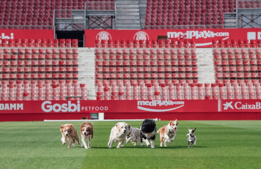Cachorros em Campo tweet media