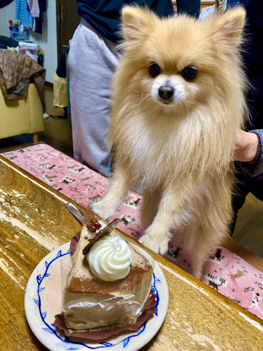 昨日はお父さんの誕生日でした
「ころちゃんあれ絶対美味しいと思うんだ…」
#可愛い 
#ポメラニアン 
#いぬ 
#犬