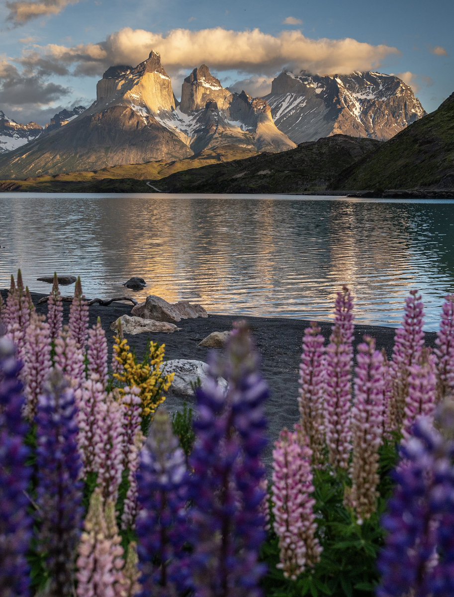 tdhalleine's tweet photo. Llevaba años soñando con esta foto del lago Pehoé en Torres del Paine. Y finalmente llegó el amanecer perfecto en este rincón especial de la Patagonia. Que te parece? 😍 #Chile https://t.co/VyVfDSjqkJ