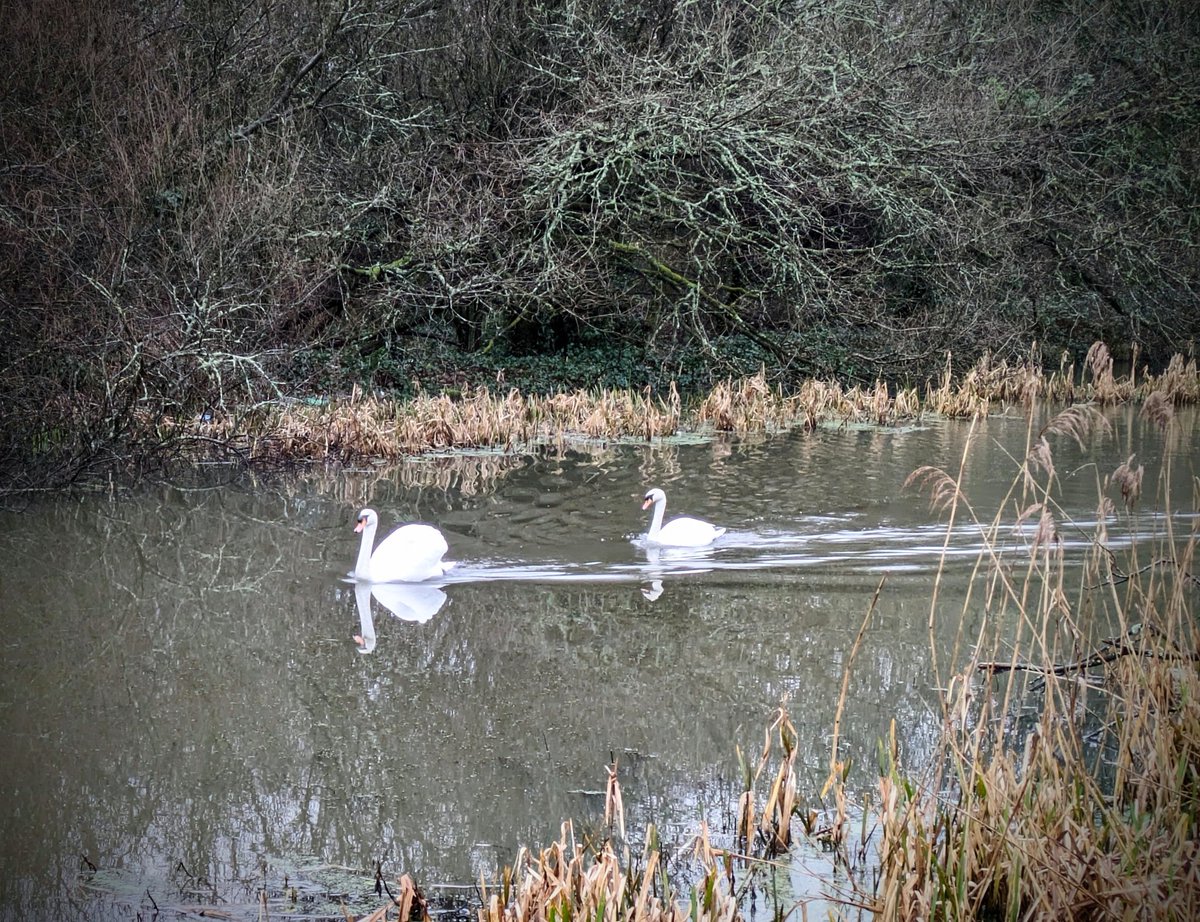 Swans of Neath tweet media