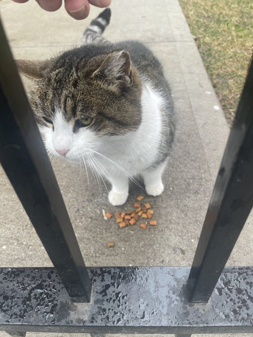Got to give some treats to my favorite community cat today 🥰 she is so sweet (and vocal!) when I see<a href="/tag/newprofilepic"class="tags"><span>#newprofilepic</span></a>