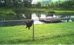 Brown Eyed Susan tweet media