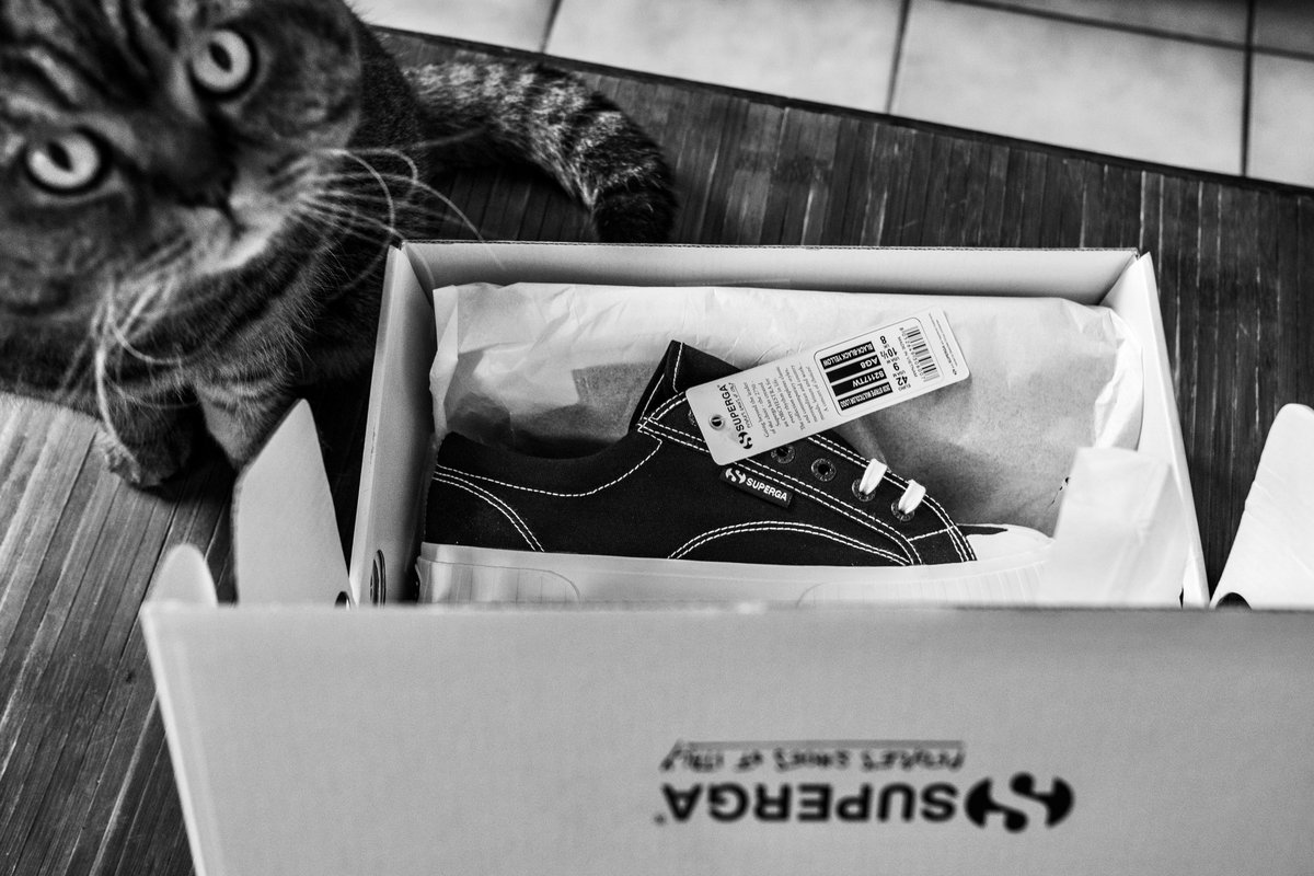jergaaa's tweet image. Y'avait pas ta pointure !
#CatsOfTwitter #Superga #soldes 
#bnwphotography