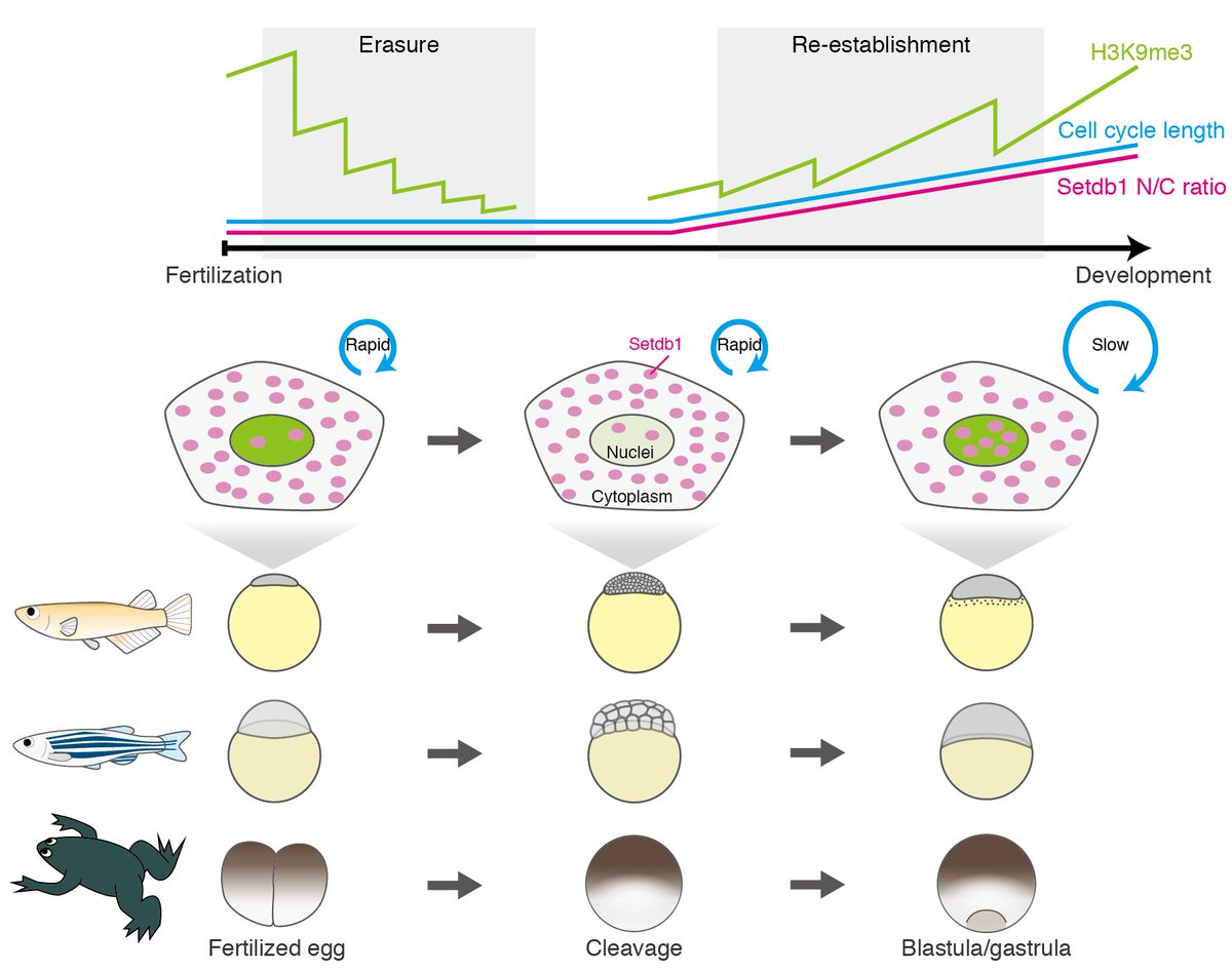 Hsf_Sci's tweet image. We are happy to share our new preprint!
We propose that non-mammalian vertebrates regulate both erasure and re-establishment of H3K9me3 by modulating cell cycle length during early development.
Please see the link below!
doi.org/10.1101/2024.0…