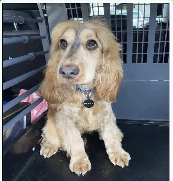 rosieDoc2's tweet photo. ‼️URGENT SHARES PLS‼️
DANNY AN EMOTIONAL SUPPORT DOG MISSING #BRYNAWEL, #LLANSAMLET, #SWANSEA, #SA7 WALES
CHIPPED/WEARING BLK COLLAR/ID 
FUR IS SHORTER FROM RECENT GROOM
Pls 📞ASAP WITH INFO/SIGHTINGS
@brynawelcaravan @TescoLlansamlet @ruthwill64 @JacquiSaid @thedogfinder @bs2510 https://t.co/NQACTgK3vk