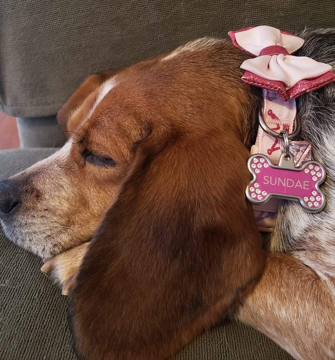 Throwback Thursday to the first gotcha day (and after our trip to <a href="/PetSmart/">PetSmart</a>!!) #dogsoftwitter #beagles <a href="/beaglefacts/">Beagle Facts</a> 🍨🥰🐾