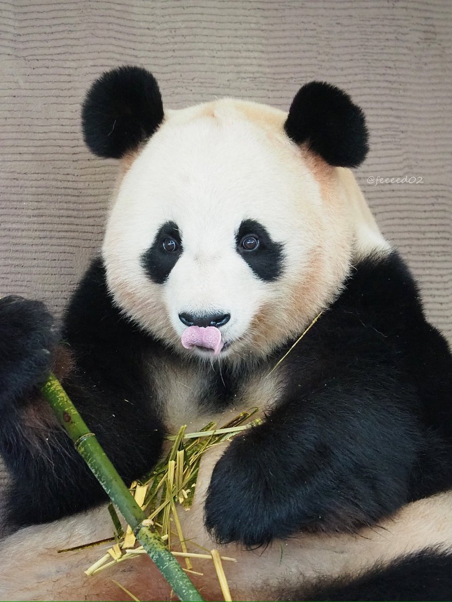 推しパンダに愛を伝えよう