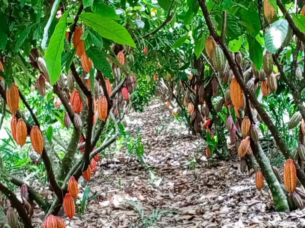 Un aspecto de la SOSTENIVILIDAD es el económico, hoy precios altos del cacao en el mundo y en Colombia…y la productividad ??? Es nuestro reto y el de todas las empresas del @consejocacao, incrementar productividad para hacer el gran negocio; Producción y Buenos precios.