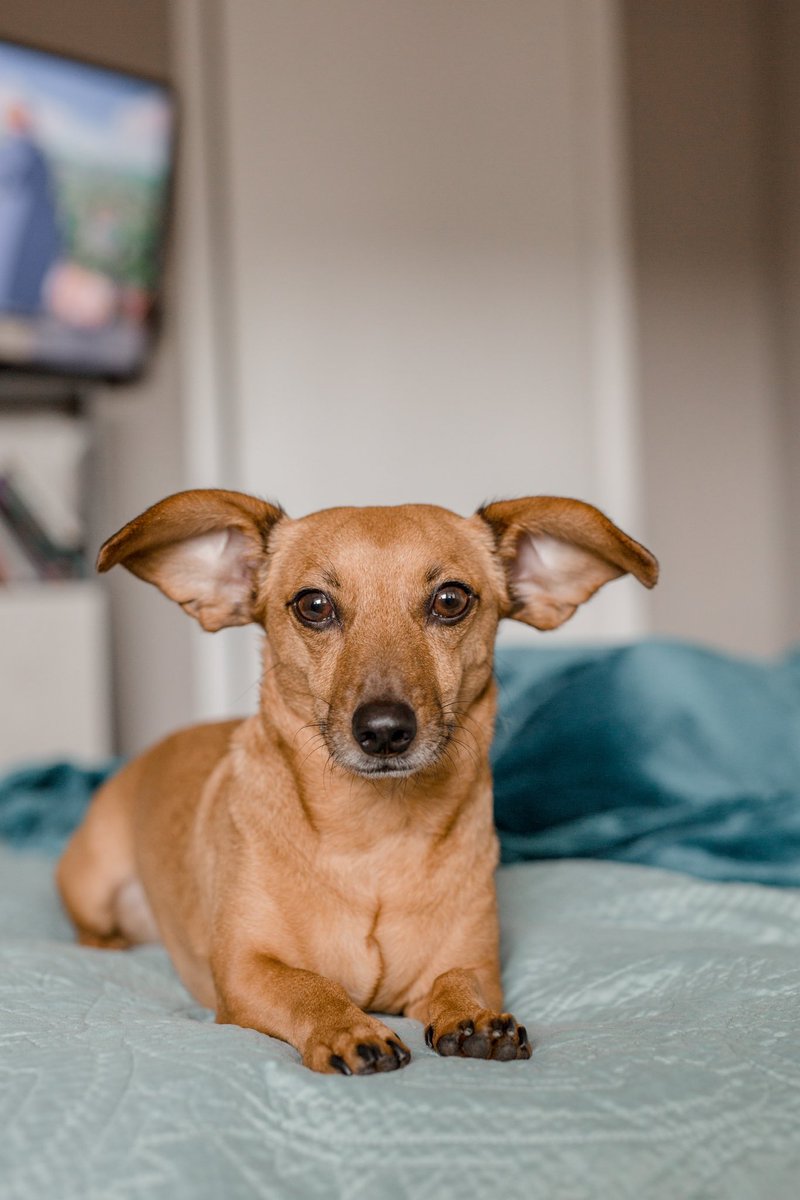 Just rewatched the barkrchsler and it was like hugging an old friend. Thanks <a href="/KeithHabs/">Keith Habersberger</a>. That said, I submit to you - Daniel El Roy Boy Spencer aka Danny Boy