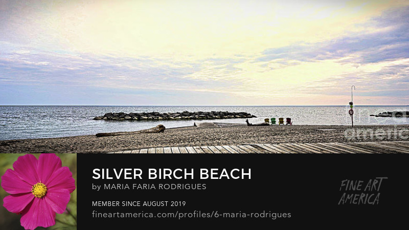 SILVER BIRCH BEACH
6-maria-rodrigues.pixels.com/featured/silve…
#BeachLife #beaches #Ontario #Toronto #outdoors #globle #Google #ladyphotographers #womenphotographers #canadavisuals
#sonyalpha #a7rii #sonya7riiphotography #amateurphotographer #aperture #shutter #click #digitalcamera #Scenery