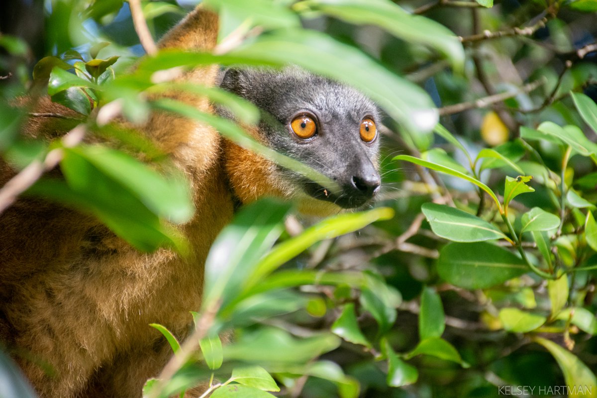 🌿Discover the red ruffed lemur in Madagascar! 🇲🇬 Facing habitat decline due to illegal logging, Let's find alternatives to secure a future for our furry friend! 🌳💚 #LemurLove #ConservationEfforts