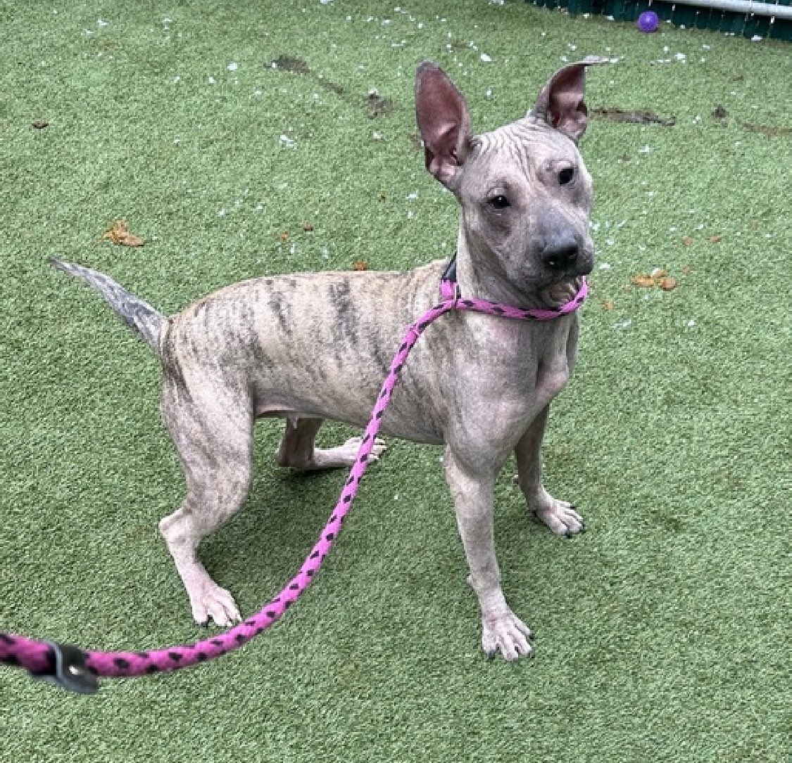 TomJumboGrumbo's tweet photo. A young puppy whose family has "no time", now Xochitl 190355 faces the end of her life in NYCACC. Arriving  Jan 13 and now TBK Saturday, she's just 18 months old and known to be friendly and outgoing with kids and dogs. A family puppy who slept with her humans each night, she knows her cues and is adoptable from any location to a family with kids age 13+. Needs some treatment for allergies. Please repost pledge, let's save Xo!
https://t.co/JPmQsABRt8