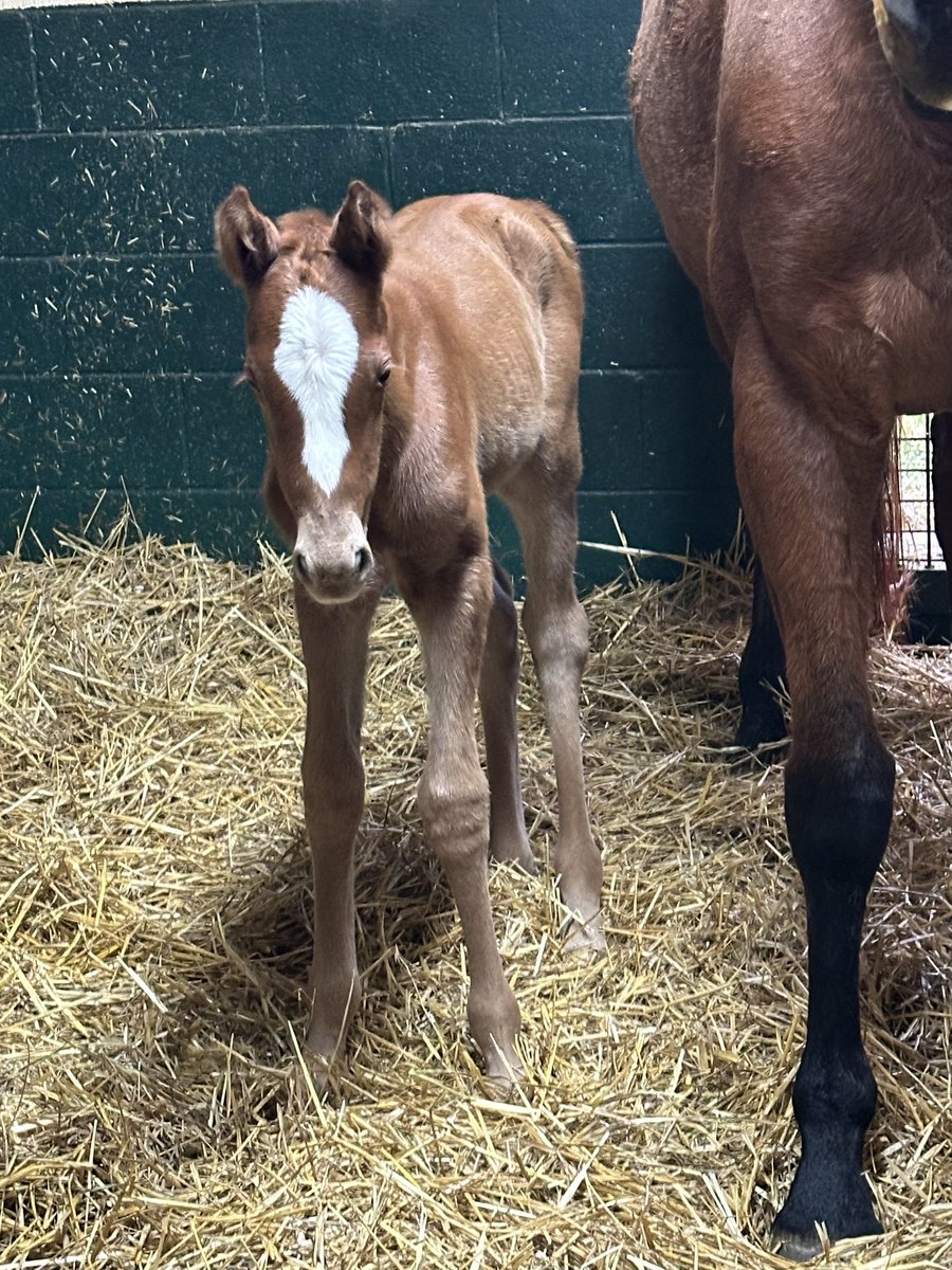 📢 It’s a girl!! 🎀 The first foal out of G2 winner Crystal Cliffs is a lovely filly by Oscar Performance. A big thank you to the team at Dell Ridge Farm for all their hard work. 📸: Des Ryan
