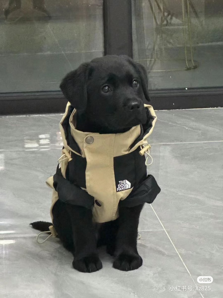 chaleenajaja's tweet photo. โตขึ้นจะไปเป็น K9คับ https://t.co/p2bMm6eWnn
