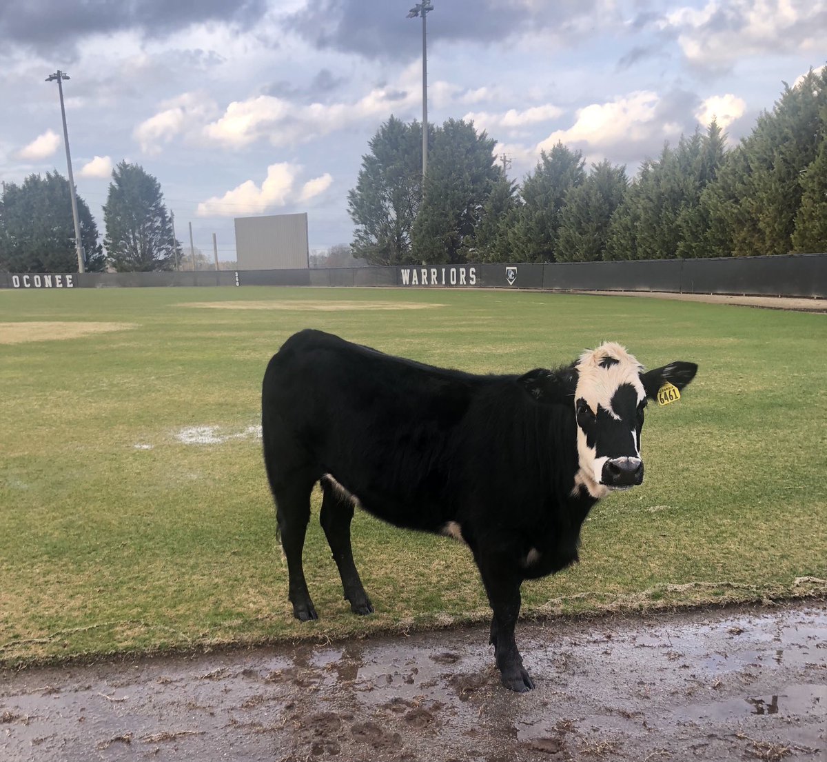 oconeebaseball's tweet photo. OC baseball and FFA collaborating today to get this bad girl back in her pen! ⁦@OCHS_Athletics⁩ ⁦@OCHSwarriors⁩ #WeAreOne https://t.co/ylvEpHmmM3