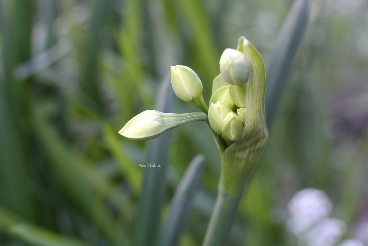 mufftabby's tweet photo. こんにちは。
おひさまが眩しい1日でした。
八重咲き #白花水仙 がいよいよ開きそうです。
#DoubleDaffodil #Paperwhites #Paperwhite https://t.co/jTTZws70Dh