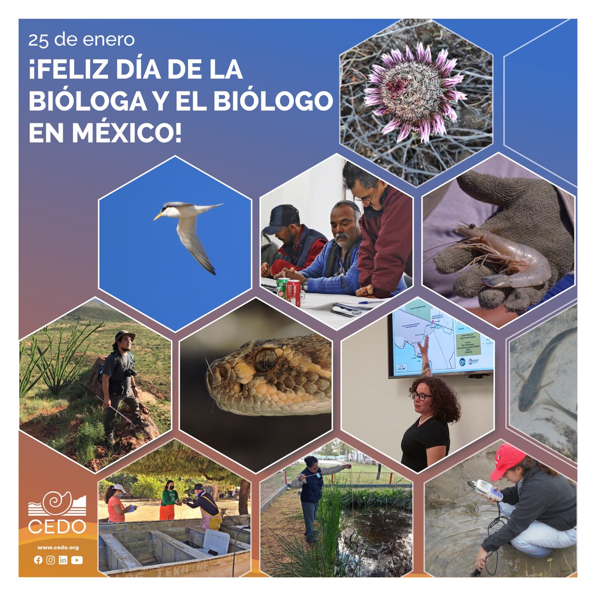 Un merecido reconocimiento a las y los biólogos, especialmente a quienes laboran en el Centro Intercultural de Estudios de Desiertos y Océanos (CEDO), que todos los días nos enseñan y promueven el amor a la naturaleza. ​​¡Felicidades!​ 🥳

​#cedo #diadelbiologoylabiologa​ 😃