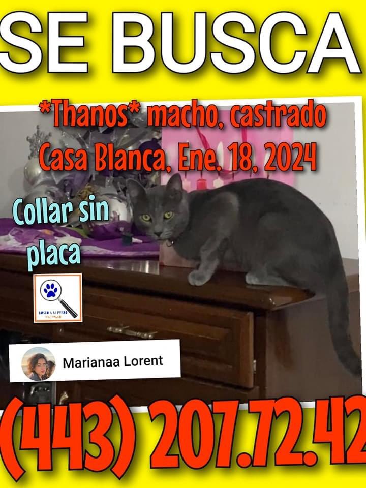 marloezre's tweet photo. Mi #gatito sigue #perdido desde el jueves 18 de enero. Por favor si lo has visto o lo resguardaste, por favor házmelo saber para encontrarlo en verdad lo extraño mucho!

Se llama Thanos es gris, cola anillada ojos amarillos collar morado. Se perdió en Casa Blanca en #mazatlan … https://t.co/FzgjV89NA7