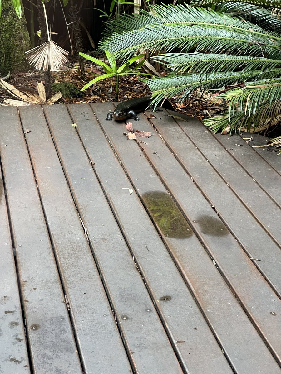 elfin_t's tweet photo. @Brian_H_Wood Pools out of action then? This meant no BBQ breakfast for me at Witches falls cottages. https://t.co/Rq01JqtBhx