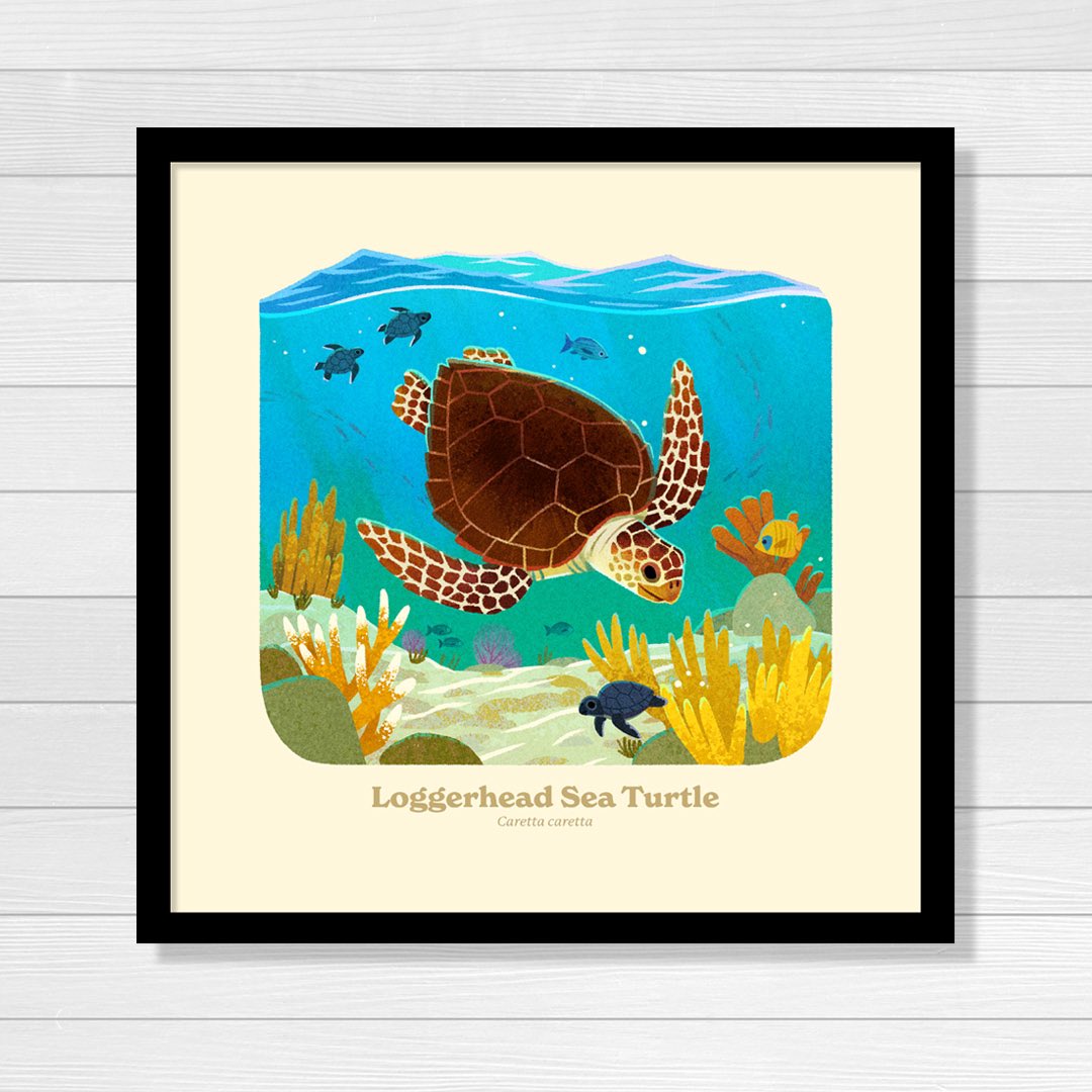 The Loggerhead Sea Turtle is the most common sea turtle seen in the US! Artwork from our <a href="/NatlParkService/">National Park Service</a> Animal Alphabet print made with <a href="/Kimdraws/">Kim Smith</a>! #59ps #ourparks #NationalParks