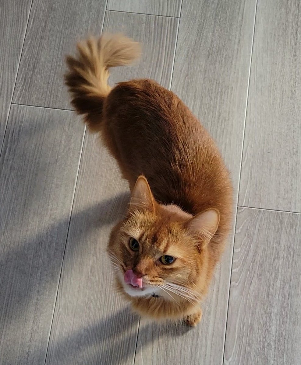 chipie0826's tweet image. 🐱ごはんちゃんと食べたから病院勘弁して貰えないー？