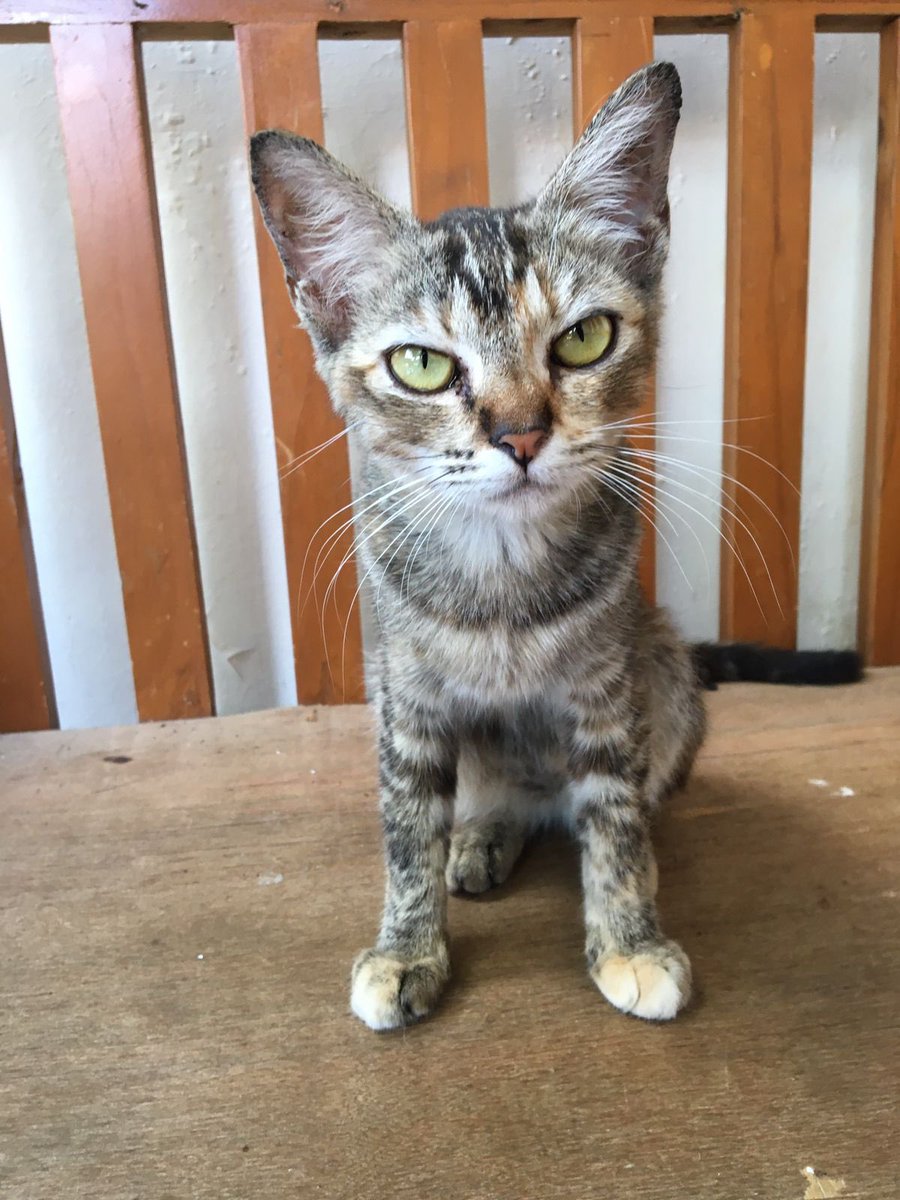 SabiraAulia's tweet photo. Open Free Adopt❗️ 

Kucing domestic
Yang minat bisa dm ya, 

S&amp;K Berlaku.

#adopsikucing #towel #alhamdulillahyaallah #JumatBerkah #trend #sintaeyong https://t.co/ecFH0WonA2