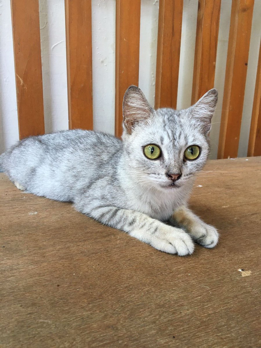 SabiraAulia's tweet photo. Open Free Adopt❗️ 

Kucing domestic
Yang minat bisa dm ya, 

S&amp;K Berlaku.

#adopsikucing #towel #alhamdulillahyaallah #JumatBerkah #trend #sintaeyong https://t.co/ecFH0WonA2