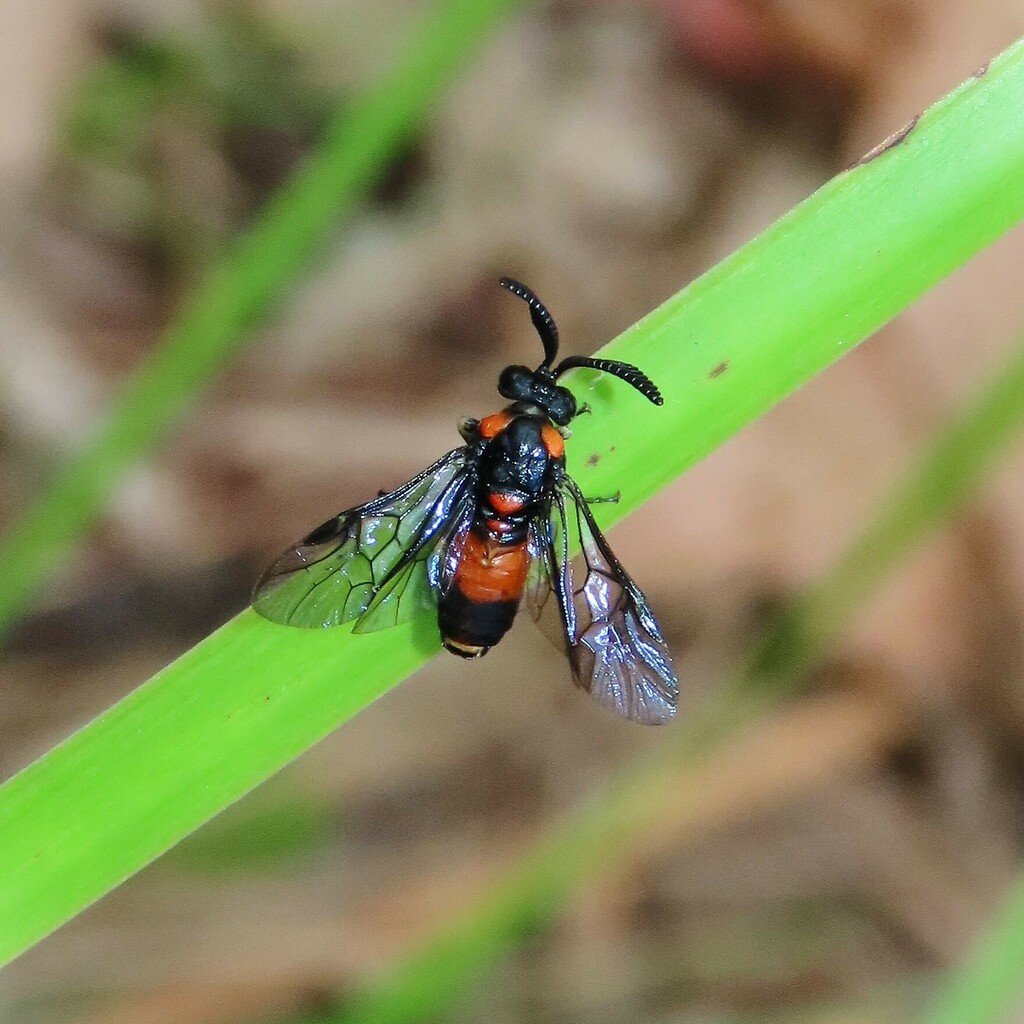 Check out this awesome Pergid Sawflies Family Pergidae recorded on our ongoing project 'GSBiogroup' on @inaturalist Bermagui, Australia by 'debtaylor142' inaturalist.org/observations/1… #biodiversity #nature #citizenscience @EntSocVic
