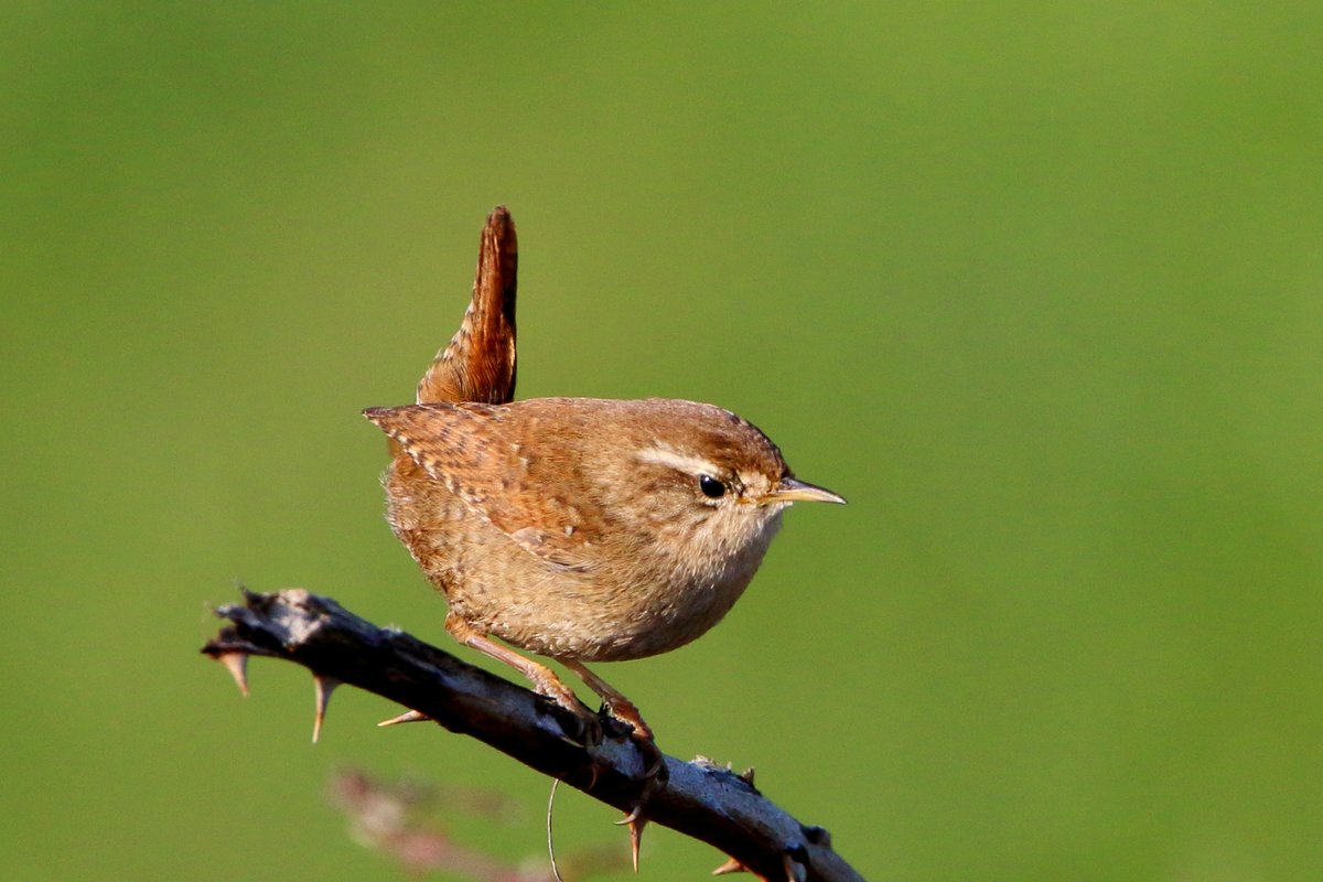 Good morning all. A little Wren emerged from the hedgerow for a quick pose. Wishing everyone a happy Friday and good weekend ahead. #TwitterNatureCommunity #naturelovers #birds #nature #TwitterNaturePhotography #wildlife #birdphotography andyjennerphotography.com