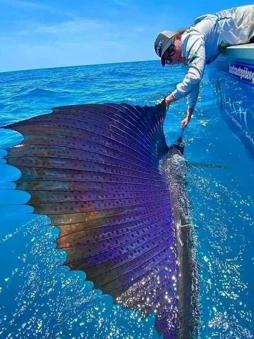 Sailfish are considered the fastest fish in the sea, reaching top speeds of 70 miles per hour (112 km/h). 

[📸 Ben Bright, Queensland, Australia]