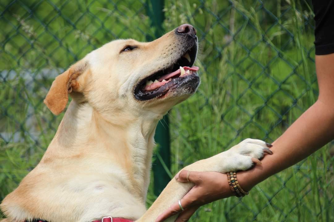 La Société Protectrice des Animaux de Strasbourg est à la recherche de 𝑷𝑨𝑹𝑻𝑬𝑵𝑨𝑹𝑰𝑨𝑻𝑺 avec des 𝐜𝐨𝐦𝐩𝐨𝐫𝐭𝐞𝐦𝐞𝐧𝐭𝐚𝐥𝐢𝐬𝐭𝐞𝐬/𝐞́𝐝𝐮𝐜𝐚𝐭𝐞𝐮𝐫𝐬 𝐜𝐚𝐧𝐢𝐧𝐬.
facebook.com/share/p/jqFw4E…