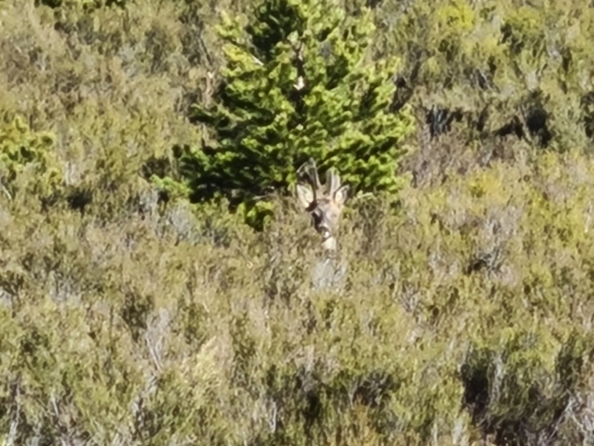 J. SANTIAGO🦁 tweet media