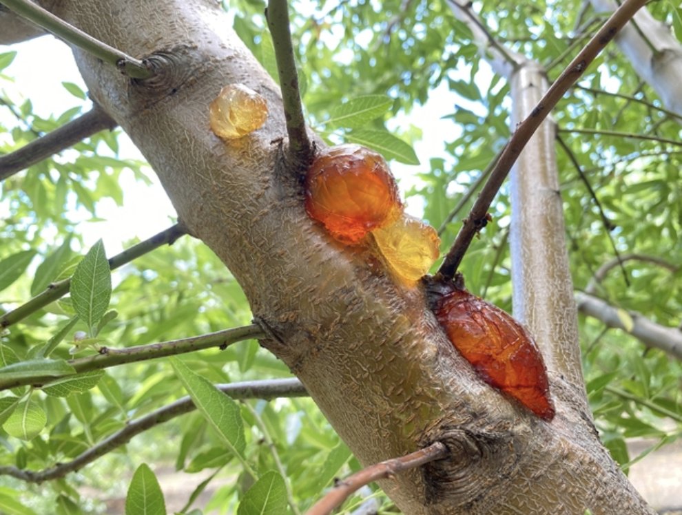 Ag&Natural Resources (@ucanr) on Twitter photo Recent rain & #ElNino conditions create favorable conditions for aerial Phytophthora pathogen. Although it doesn't kill the #almond tree, the disease causes branch dieback that requires significant additional work & expense for growers. #CAwx <a href="/FloTrouillas/">Florent Trouillas</a>
tinyurl.com/49jmp38e Recent rain & #ElNino conditions create favorable conditions for aerial Phytophthora pathogen. Although it doesn't kill the #almond tree, the disease causes branch dieback that requires significant additional work & expense for growers. #CAwx <a href="/FloTrouillas/">Florent Trouillas</a>
tinyurl.com/49jmp38e
