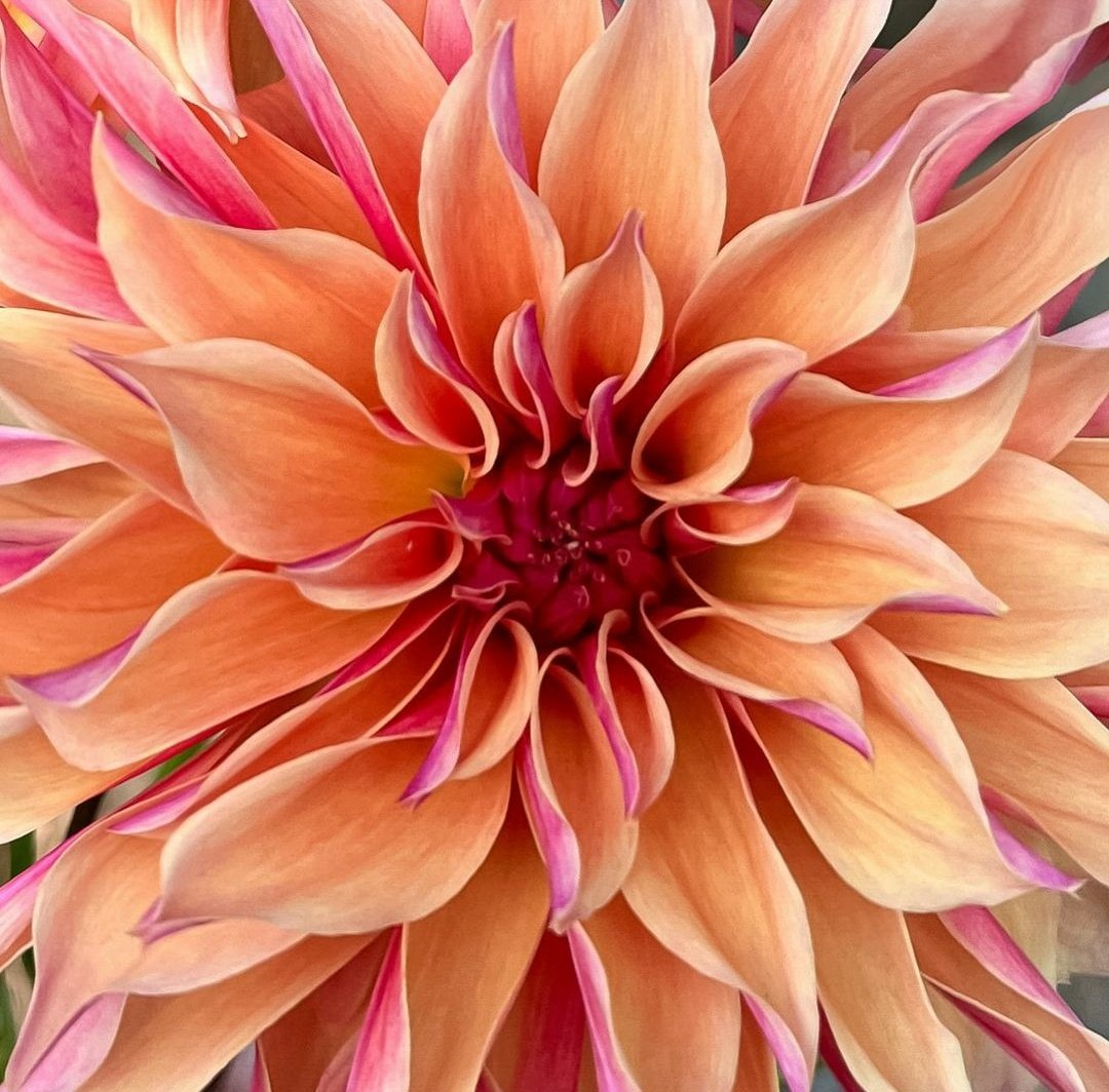 anonymouscaper's tweet photo. This dahlia is everything thank you 
@ darcys_dahlias  sorry I haven't been sharing much lately  @gontanokoneroku @makinggardens happy Friday #flowerfriends #bff 

💛🧡💗🧡💗🧡💗💛

 be a dahlia and #SpreadKindness #SpreadLove  🧡💗💛🧡💗💛🧡💗💛😘🙏 https://t.co/6FSBJbUpr6