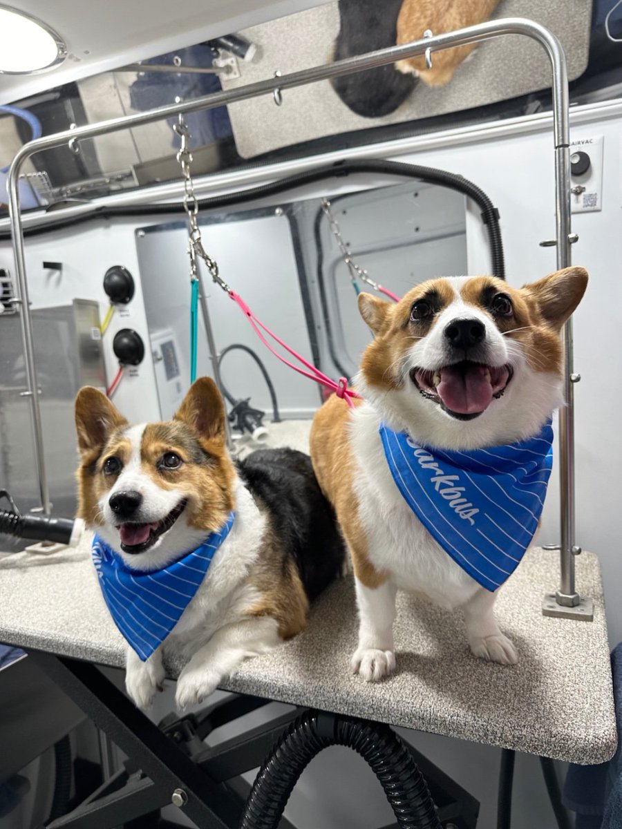 Spaw day is finished! They're so soft!