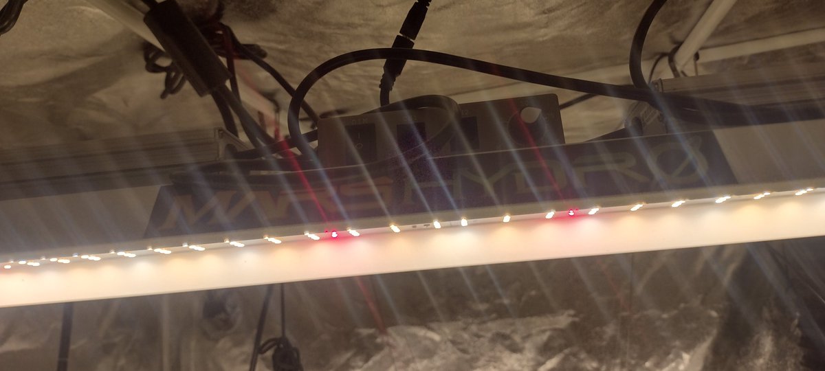 DjVisionaire's tweet photo. π± Tropical Runtz (Clone) in #LivingSoil πͺ± under the π‘ @MarsHydroLight #Tsw2000 & #Tsl2000 300watt Dimmable LED Grow Lights #MarsHydroTsl2000
#CannabisCommunity #Growmies #CraftBlend #Rootwise #420community #WeedLovers #growyourown #Mmemberville #CannaLand #Weedmob #MarsHydro https://t.co/NbdghQKhHx