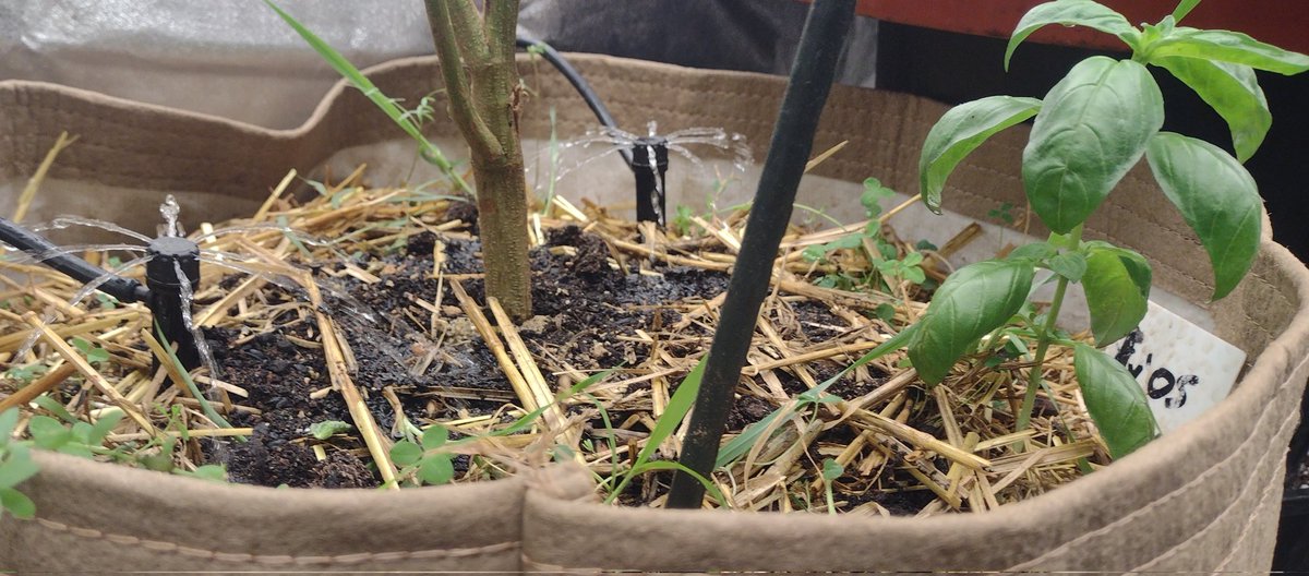 DjVisionaire's tweet photo. π± Tropical Runtz (Clone) in #LivingSoil πͺ± under the π‘ @MarsHydroLight #Tsw2000 & #Tsl2000 300watt Dimmable LED Grow Lights #MarsHydroTsl2000
#CannabisCommunity #Growmies #CraftBlend #Rootwise #420community #WeedLovers #growyourown #Mmemberville #CannaLand #Weedmob #MarsHydro https://t.co/NbdghQKhHx