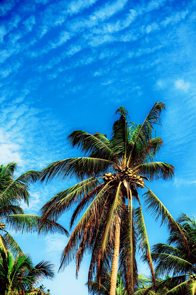 Nicholas tweet media