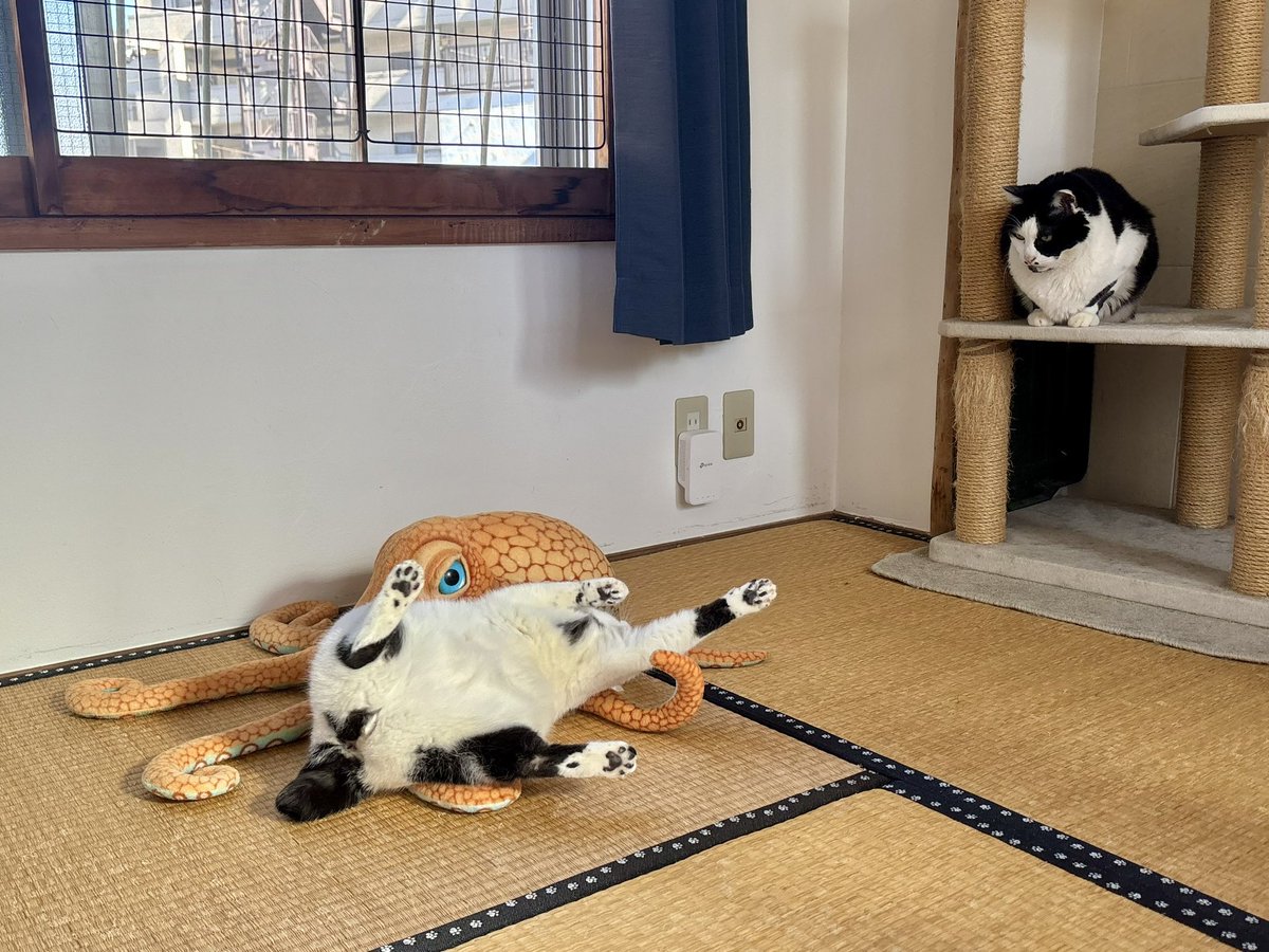 日常
#熱海MuddyCat #熱海 #BAR #猫